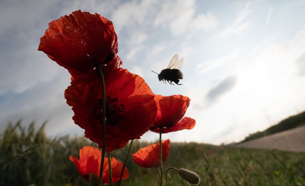 Eine Hummel fliegt eine Reihe von Mohnblumen an, die von der Morgensonne beleuchtet werden. Das deutschlandweite Insektensterben schreitet selbst in Naturschutzgebieten weiter voran.