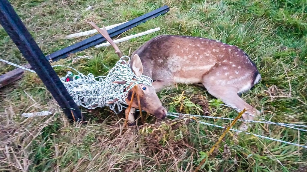 Umweltverschmutzung Mikroplastik Gefahr für Tiere Wildtiere sterben