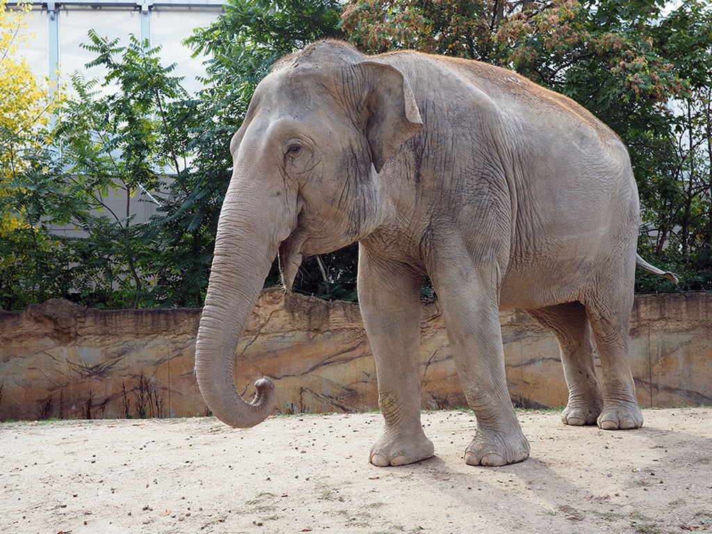 Die 40 Jahre Elefantenkuh „Don Chung“ in der Außenanlage im Zoo Leipzig.