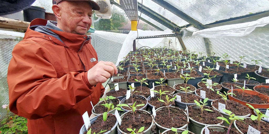 Matthias Stier hat 176 Tomatensorten ausgesät und zieht viele für den Ascherslebener Tomatengarten auf.