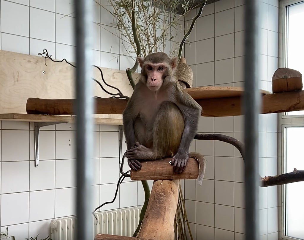 Ein Makake aus Privatbesitz sitzt im Tierheim Berlin.