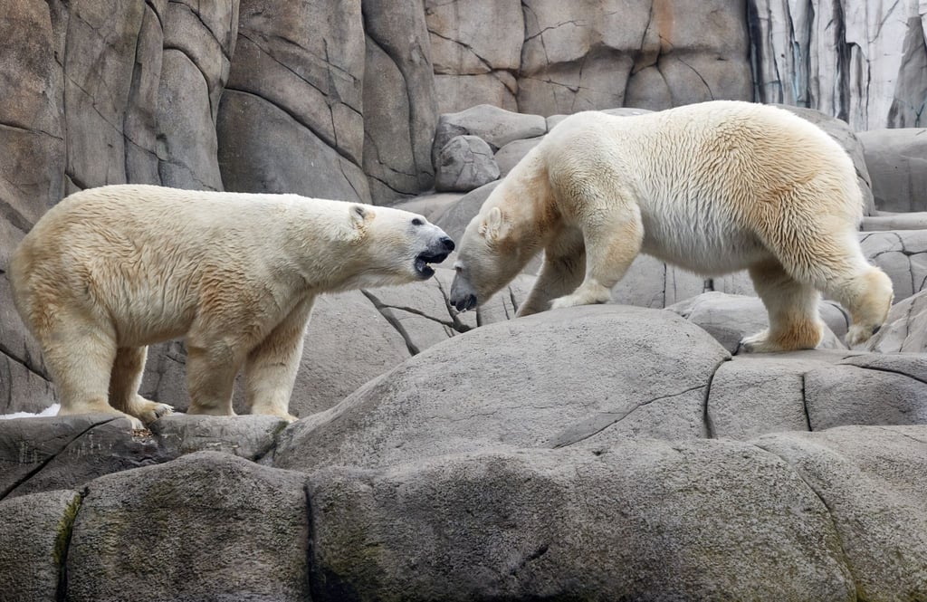 Die Eltern Victoria (r) und Kap im Gehege des Hamburger Tierparks Hagenbeck. (Archiv)