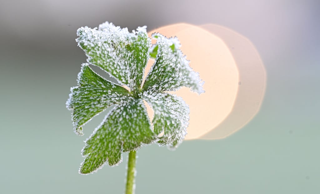 Raureif bedeckt eine Pflanze am frühen Morgen. Im Hintergrund die Lichter eines vorbeifahrenden Fahrzeugs. Nach eisig-kalten Nächten sollen die Temperaturen laut Wetterdienst nur allmählich steigen, wirklich warm wird es aber auch im Mai (noch) nicht.