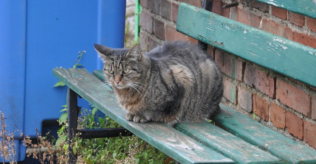 In Egeln gibt es viele Katzen. Katzenfütterstellen sind nicht mehr verboten, müssen aber genehmigt werden.