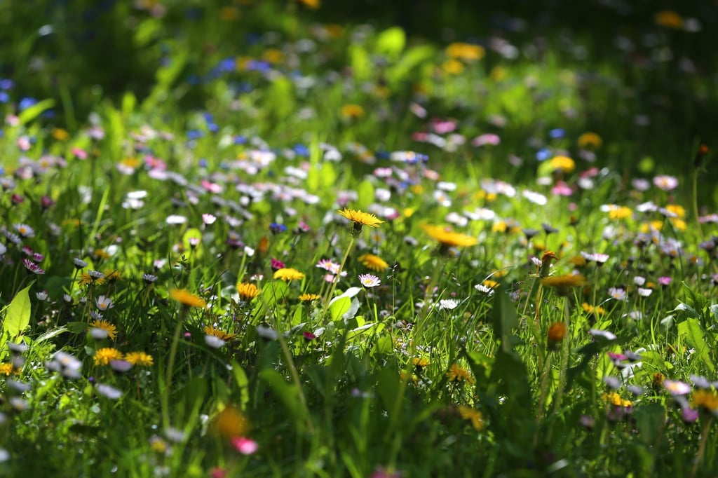 Gut für Insekten: Wird ein Rasen länger nicht gemäht, wachsen auf ihm viele Wiesenblumen.