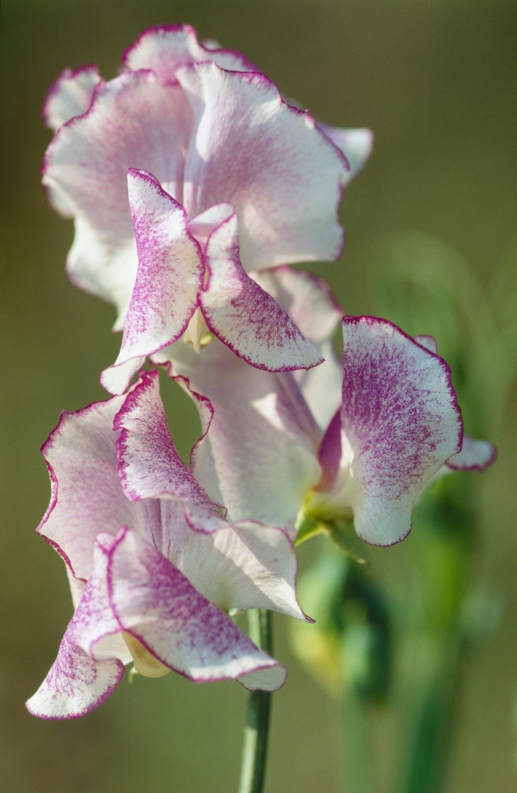 Auch eine Cool Flower, wenn auch nicht an allen Standorten: Die Duftwicke.