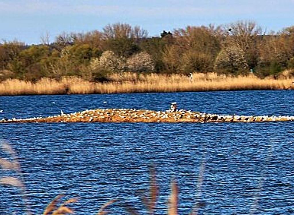 Dem Hohndorfer Naturfotograf Bernhard Klepel gelang erst vergangene Woche ein noch sehr idyllisch anmutendes Foto von der Insel mit den Lachmöwen.