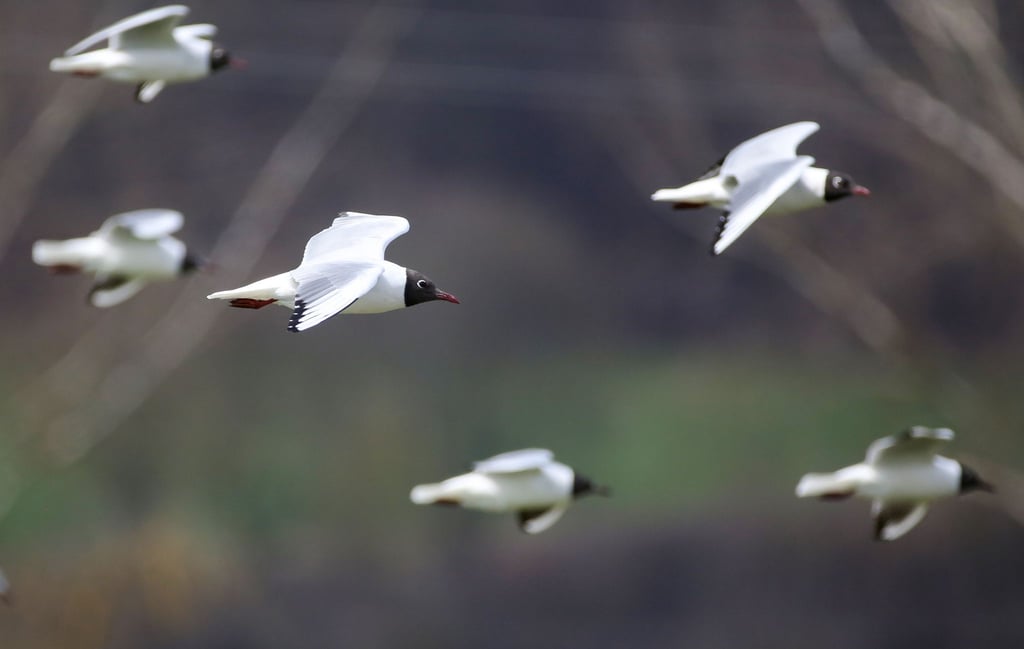 Möwen fliegen durch die Luft.