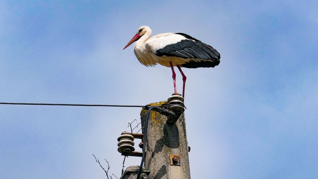Einer der fünf jungen Störche versucht, auf einem Strommast in Plötzkau ein Nest zu bauen. Doch die Äste halten nicht und fallen herunter.