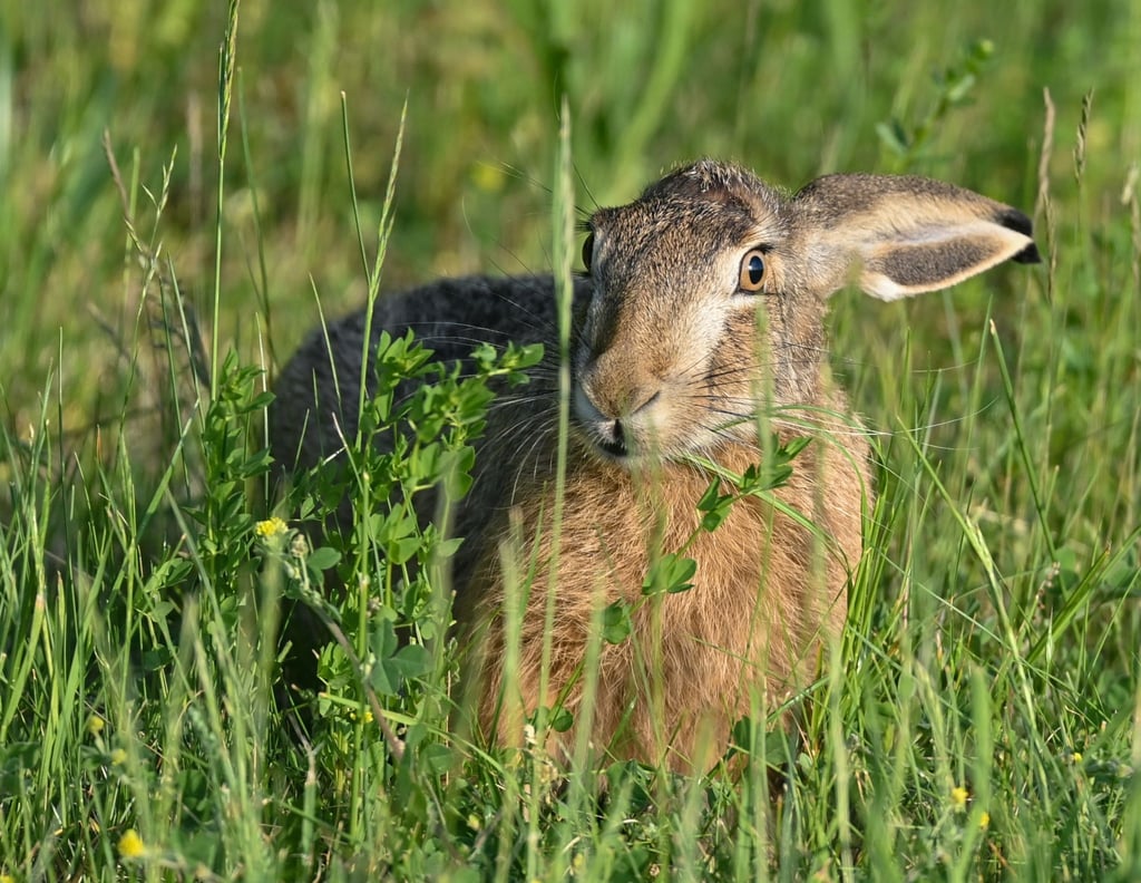 Ein Feldhase sitzt in der Abendsonne in einer Wiese am Rande des Oderbruchs.