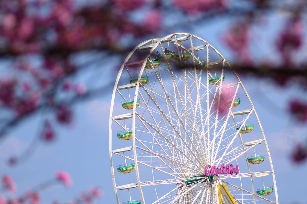 Ein Baum blüht vor dem Riesenrad der Eisleber Frühlingswiese.