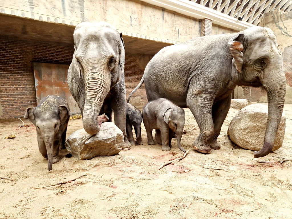 Die Elefantenherde im Zoo Leipzig hat Zuwachs bekommen.