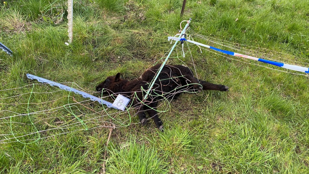 Ein totes Schaf liegt mit den Beinen im Zaun verheddert. Der konnte die Tiere nicht vor dem Angreifer schützen.