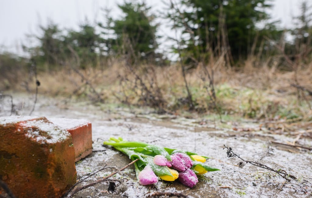 Tulpen liegen an einer Tannenbaumschonung in Wunstorf-Blumenau, wo die Leiche eines 14-jährigen Jungen gefunden worden war.