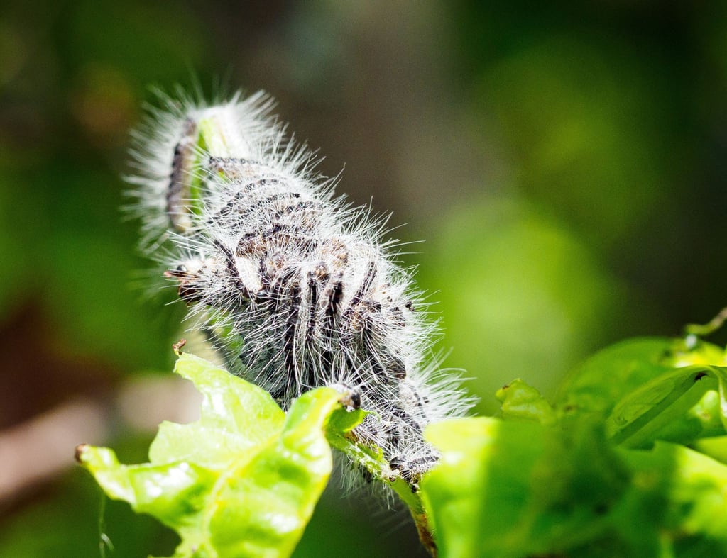 Die Raupen des Eichenprozessionsspinners sammeln sich.