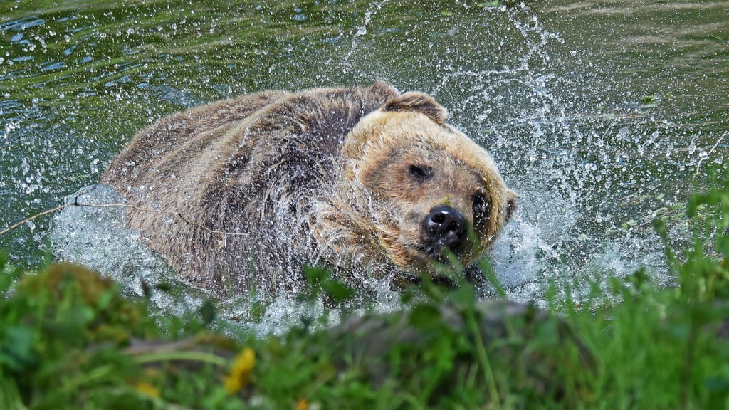 Als „entspannt“ werden Mette und Bambam (Foto) von Zoodirektor Alexander Beck beschrieben.