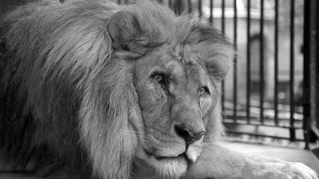 Im Zoo Leipzig wird um den Löwen Majo getrauert, der bei einer Untersuchung gestorben ist.