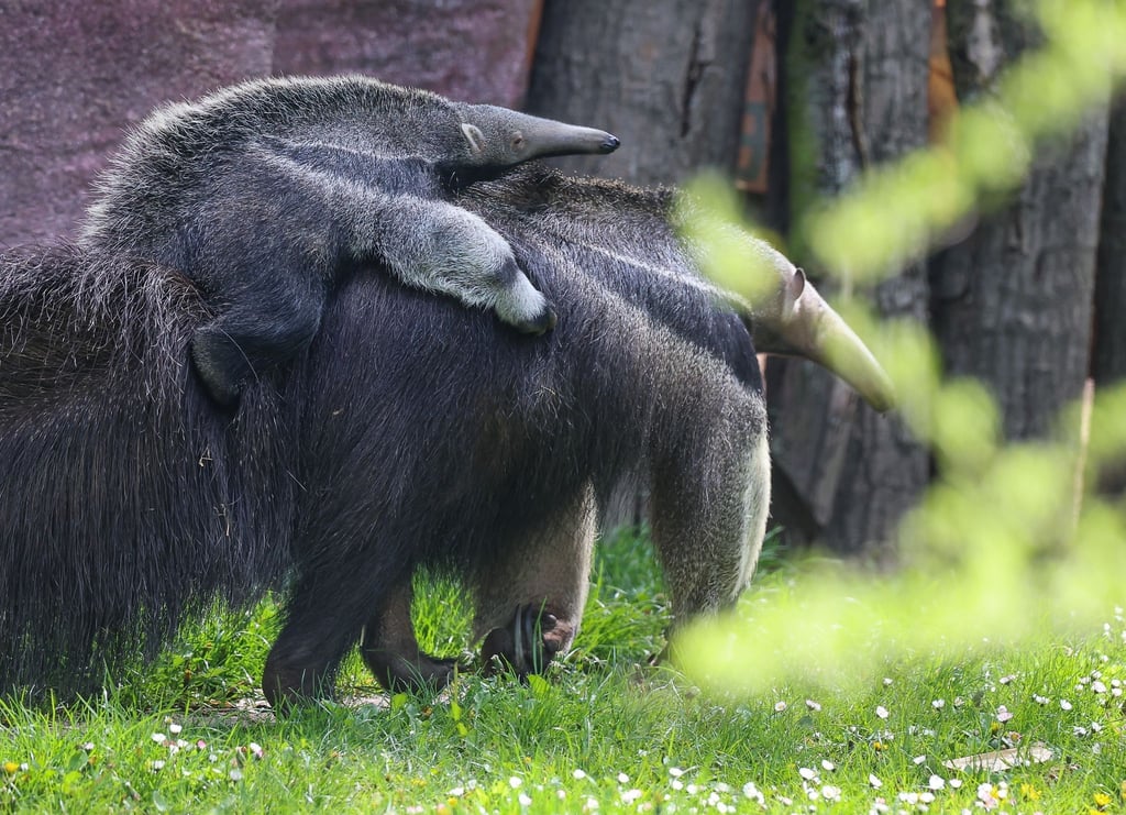 Ameisenbärin Bardana geht mit ihrer Tochter auf dem Rücken durch die Südamerikaanlage des Leipziger Zoos.