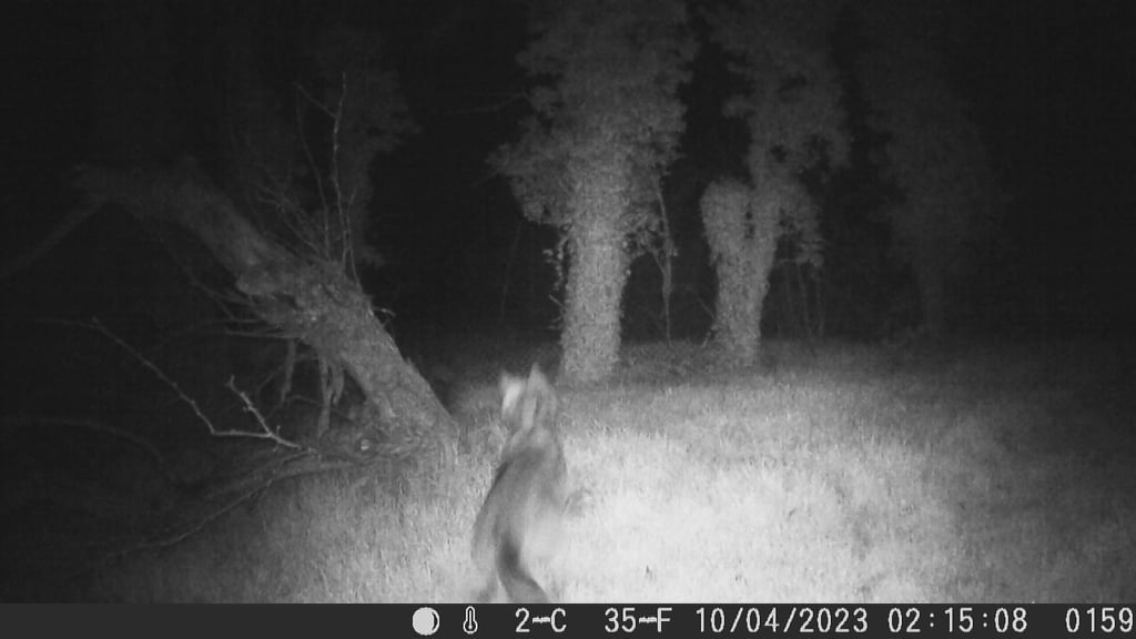 Einer Anwohnerin aus Zaasch (Wiedemar) in Nordsachsen sind überraschende Aufnahmen mit einer Wildkamera gelungen. Ein Video zeigt zwei Wölfe und ein Reh, die durch ihren Garten am Rand des Dorfes laufen.