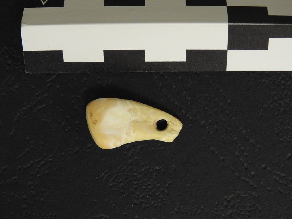 Der durchbohrte Hirschzahn aus der Denisova-Höhle in Südsibirien.