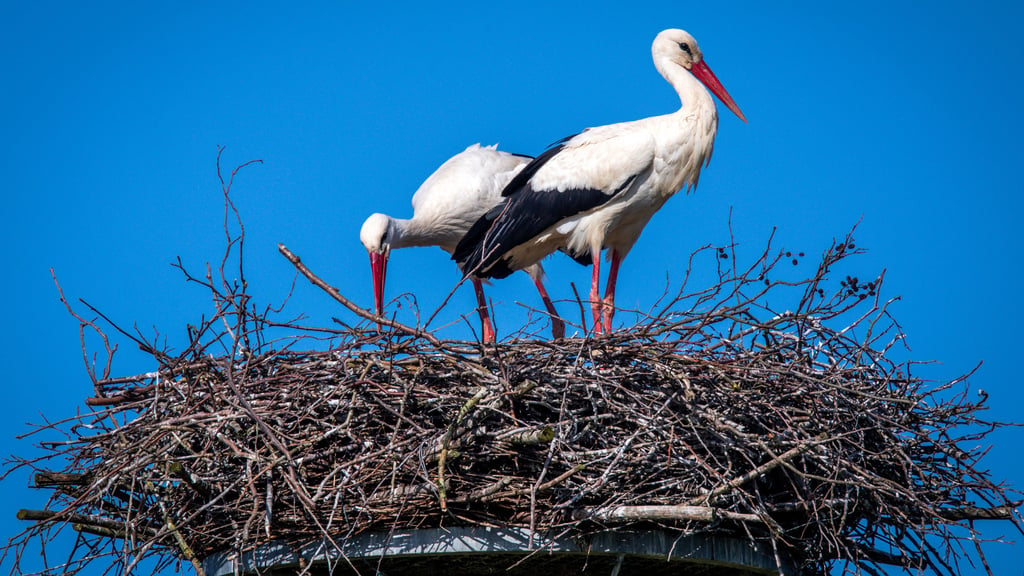 Wie lange ist ein Storch schwanger?