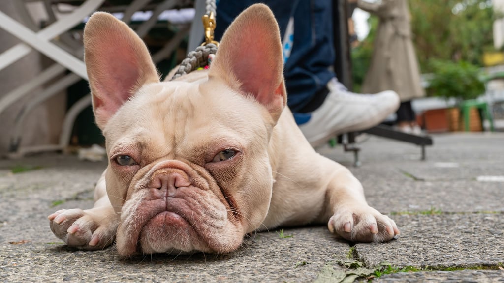 Das Halten von Hunden in Wernigerode ist nach einem Stadtratsbeschluss im Februar deutlich teurer geworden.