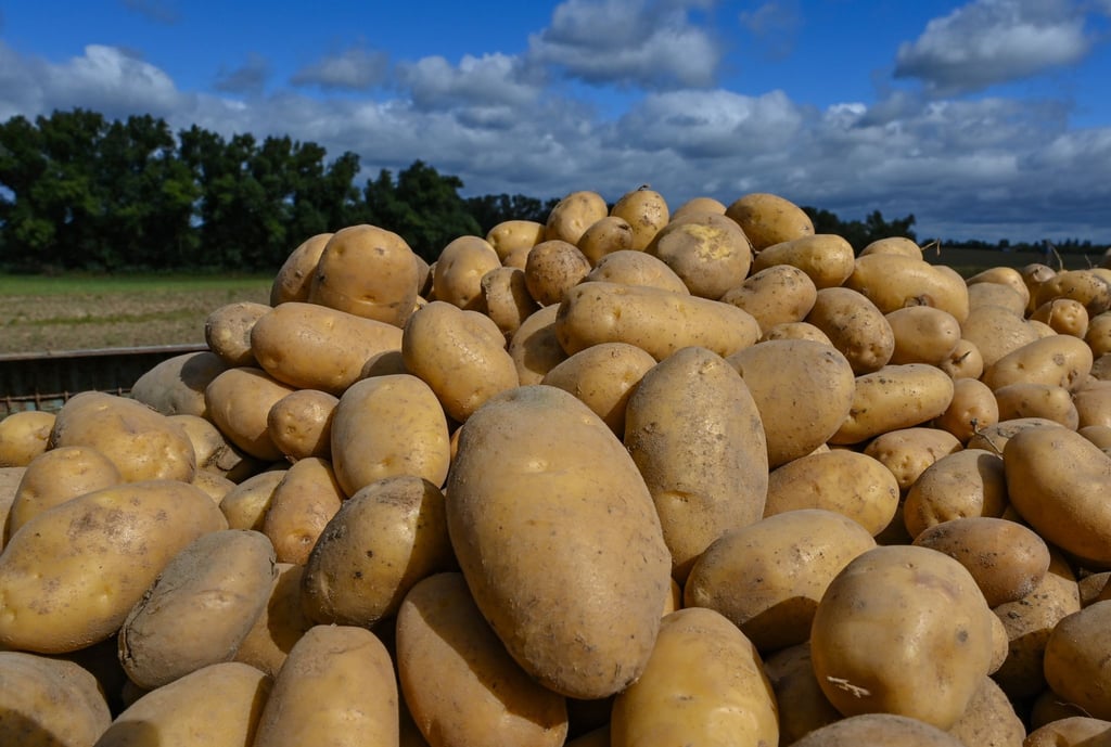 Frisch geerntete Kartoffeln liegen auf einem Anhänger.