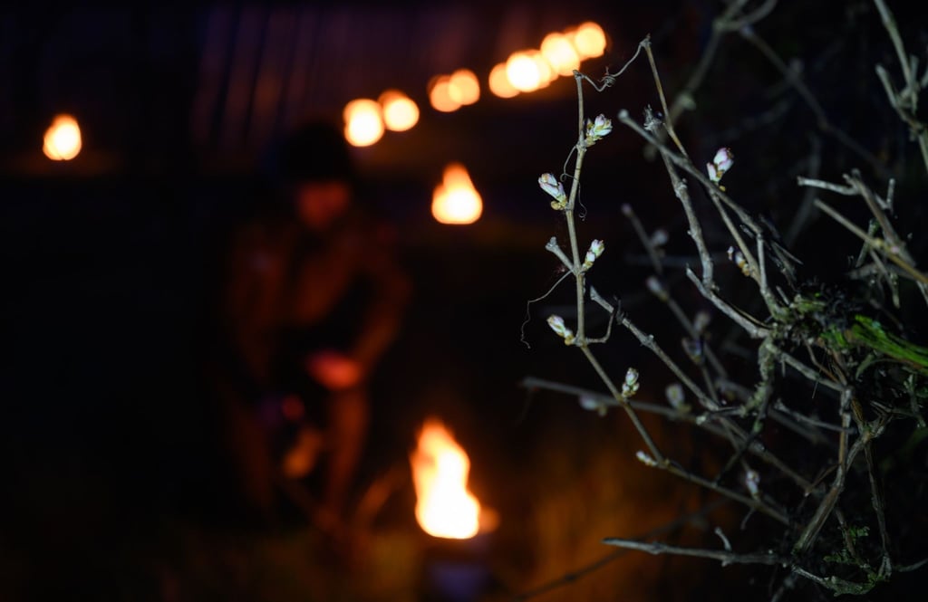 Zahlreiche kleine kontrollierte Feuer brennen in einem Weinberg.