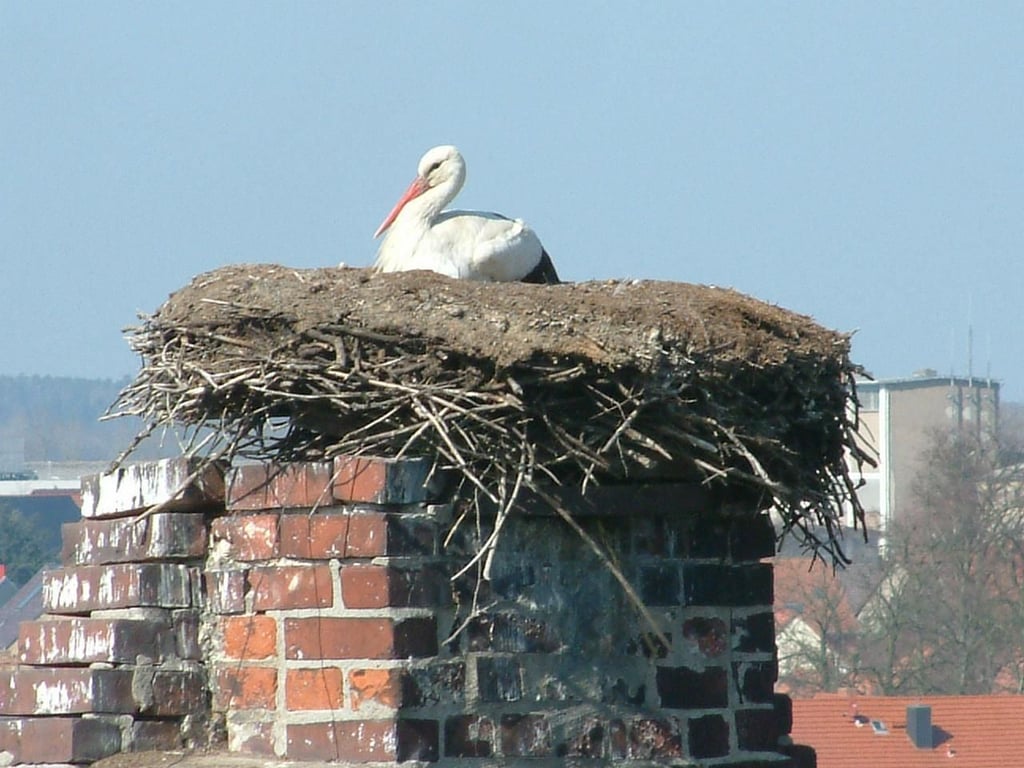 So wie hier im Jahr 2004 brütet aktuell wieder ein Storch auf der Burg in Kalbe.