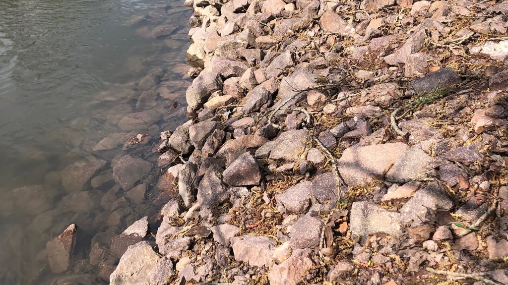 Nach zwei Jahren liegen die Steine am Saaleufer in Halle noch immer da.