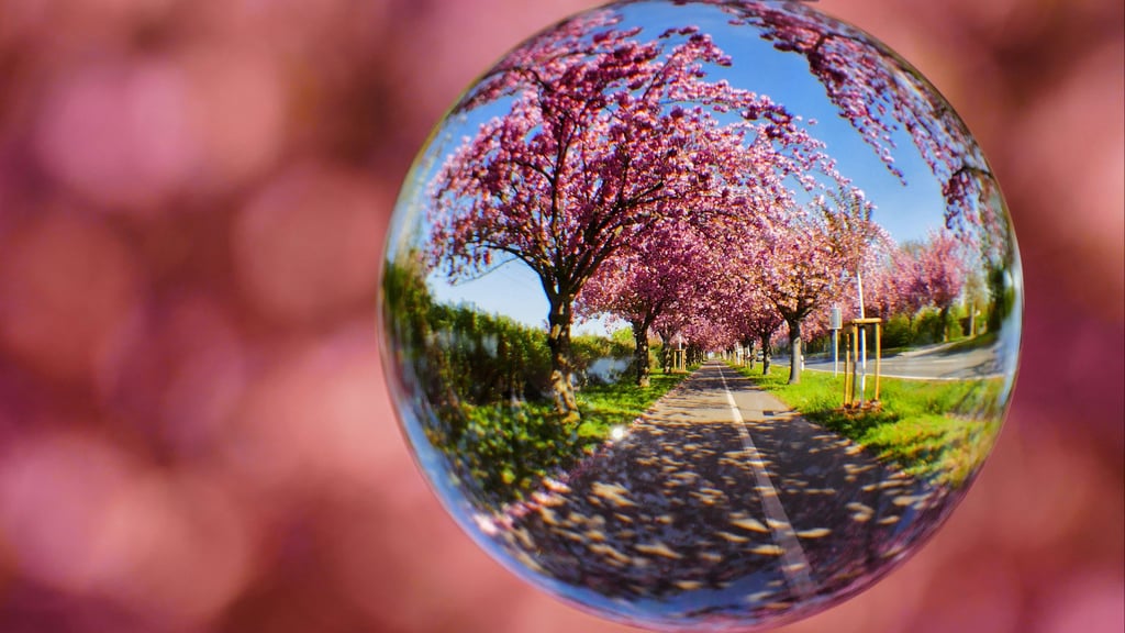 Am Holzweg sorgen Kirschblüten für den Rahmen zum Fest der Deutsch-Japanischen Gesellschaft in Magdeburg.