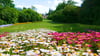Blütenpracht im Wörlitzer Park