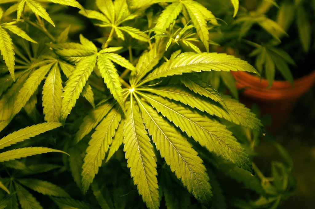 Am Landgericht in Halle wird ein 46-Jähriger aus Lützen angeklagt, auf seinem Grundstück Cannabis-Pflanzen (Symbolbild) angebaut und mit der Droge gehandelt zu haben.