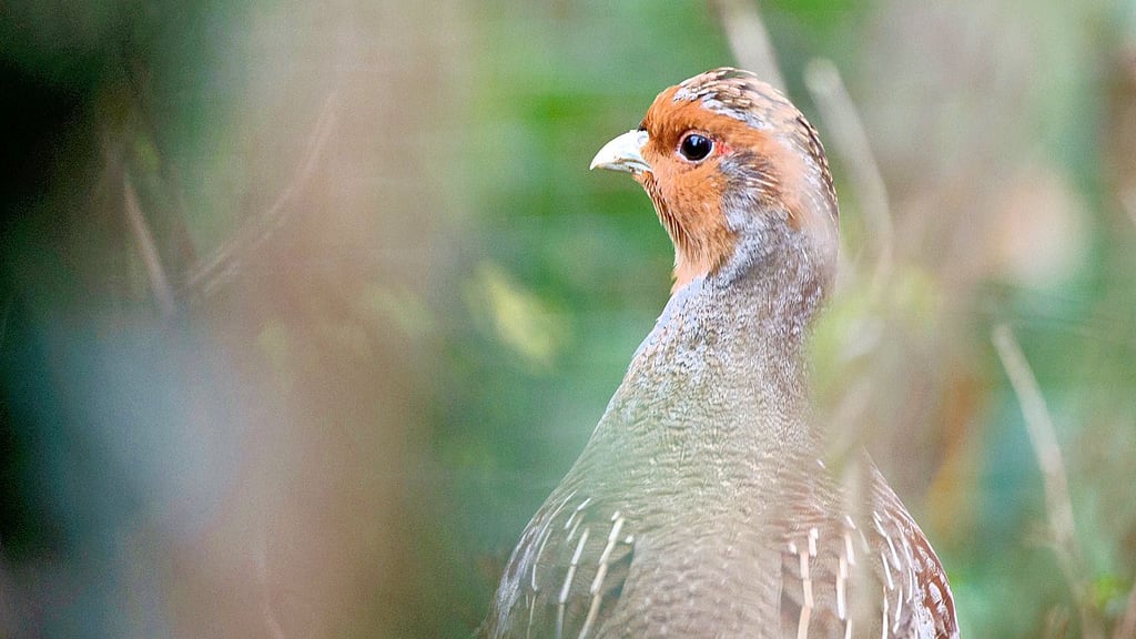 Das Rebhuhn ist in vielen Teilen Deutschlands gar nicht mehr zu finden, kommt im Zerbster Land aber noch in geringen Beständen vor.