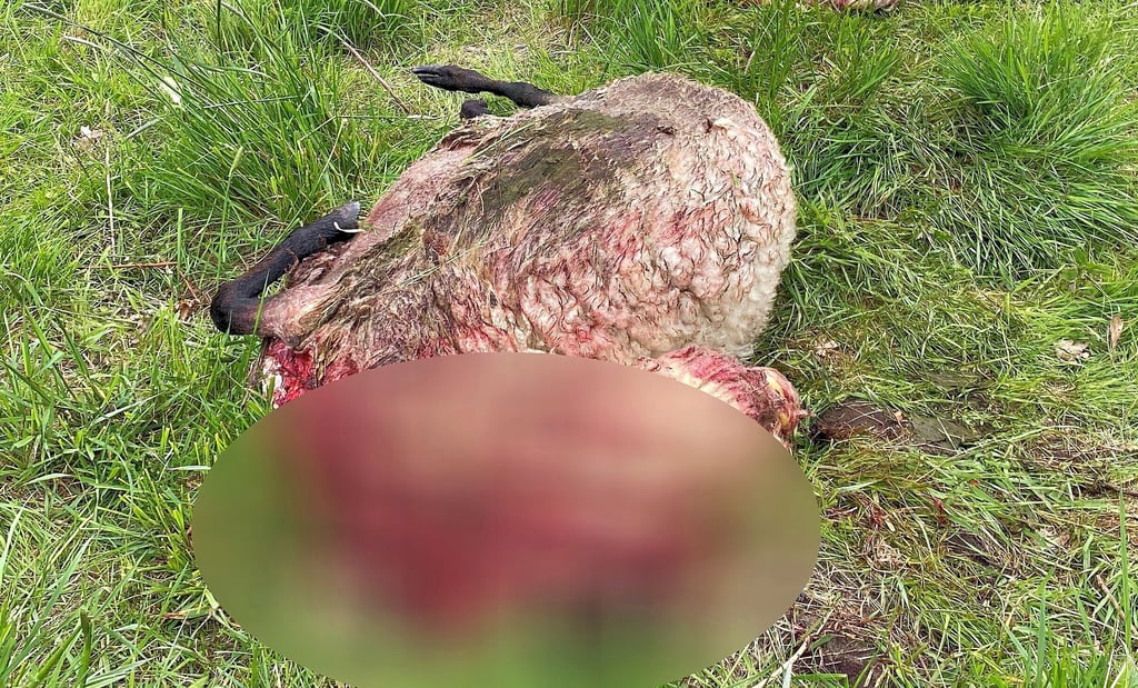 Wieviel Kraft der oder die Angreifer haben, lässt sich erahnen, wenn man sieht, wie weit dieses tote, ausgewachsene Schaf über die Wiese geschliffen wurde.