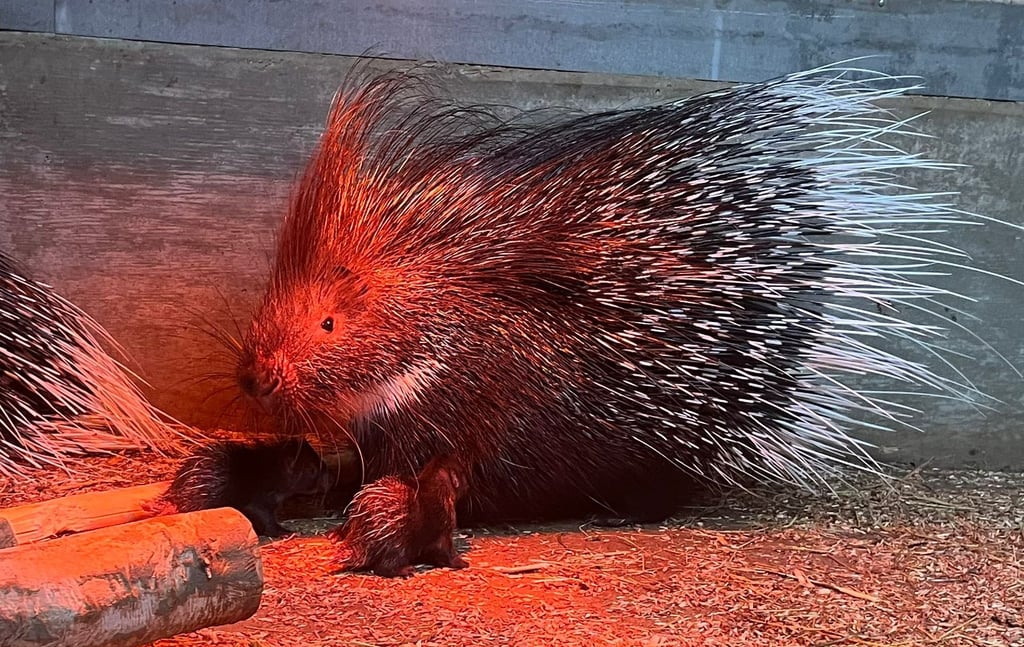 Mama Brain und ihre beiden Stachelschwein-Babys im Tierpark von Thale.