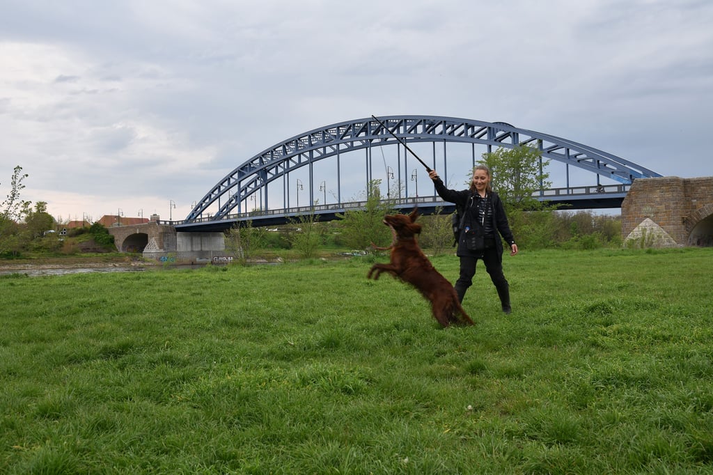 Auf dieser Wiese an der Elbe in Magdeburg dürfen sich Hunde in Begleitung ihrer Halterinnen und Halter ohne Leine austoben.