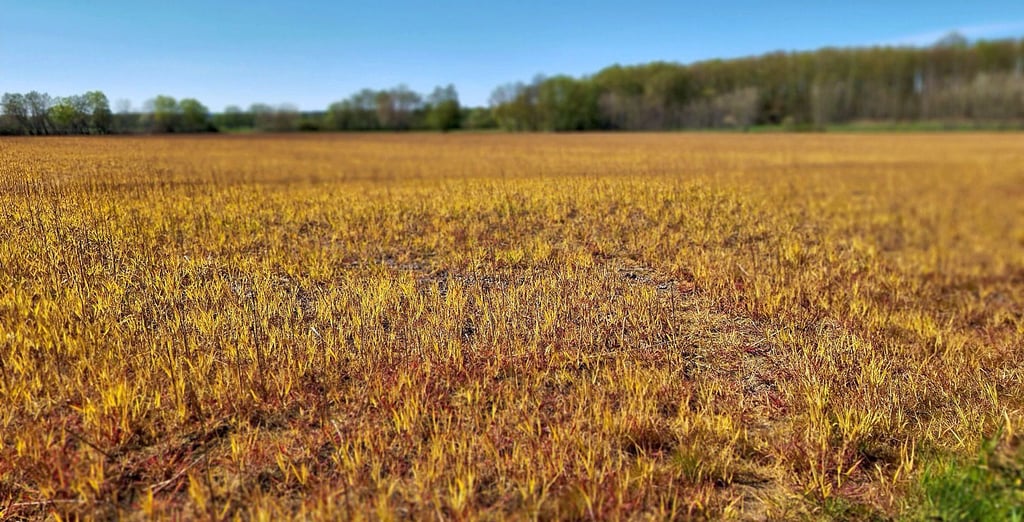 Dieses Feld, das vor einiger Zeit noch grün war, sieht für Jahreszeit ungewöhnlich gelb aus.