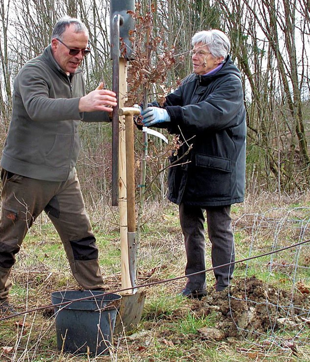 Zur Vervollständigung der „Allee der Zukunft“ stellt die Jagdgenossenschaft 200 Euro bereit. Hier pflanzen Baumexperte Heiko Ehrt und Harzklublerin Lieselotte Ehrt eine Kastanie.