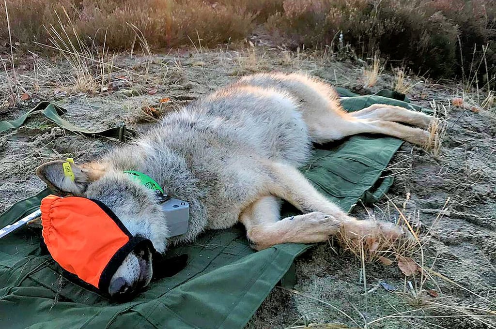 Im Dezember 2018 erhielt der Rüde aus der Oranienbaumer Heide seinen Sender.