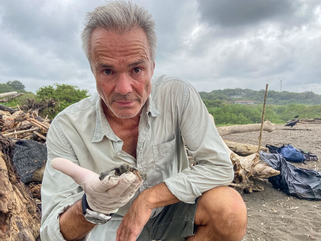Hannes Jaenicke mit einer frisch geschlüpften Oliv-Bastard-Schildkröte am Strand von Ostional in Costa Rica.