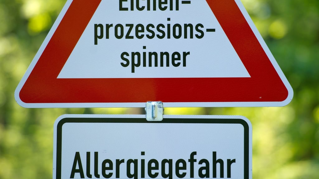 In manchen Wäldern weisen Schilder auf den sich jährlich wiederholenden Befall mit Eichenprozessionsspinnern hin.