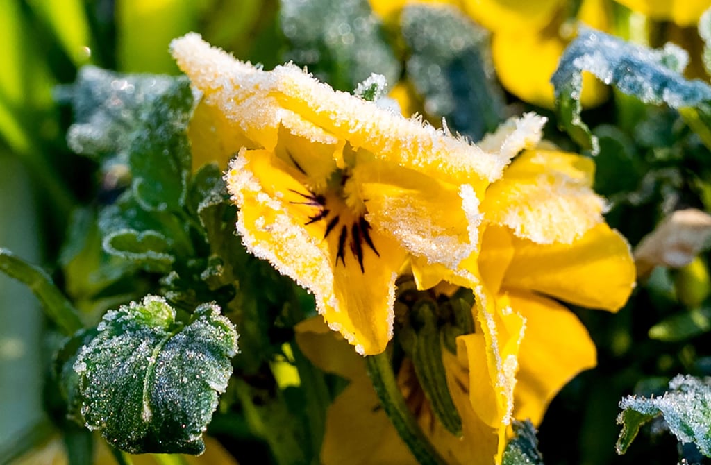 Frost und Kälte an den "Eisheiligen"? So wird das Wetter in Sachsen-Anhalt.