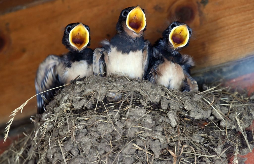 Schwalben im Nest.
