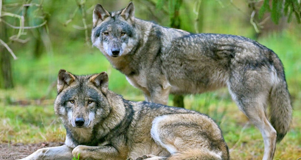 Laut Monitoringbericht gibt es in Sachsen-Anhalt 180 Wölfe. Das Raubtier fühlt sich auch im Kreis Stendal.