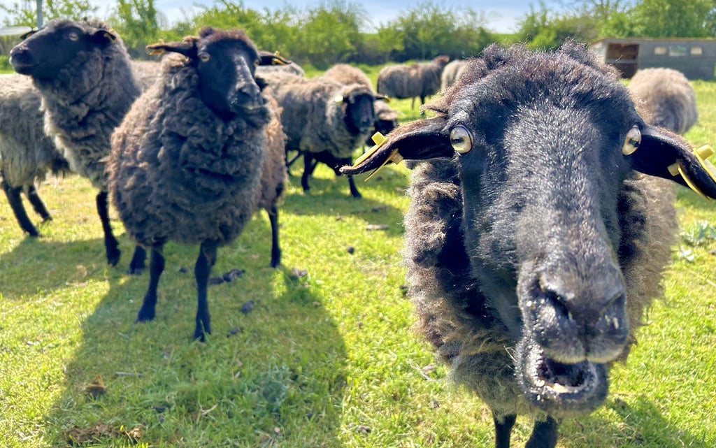 Auf dem Tierhof Einecke leben 17 schwarze Schafe und neun Lämmer. Besucher werden von der Herde mit lautem Blöken begrüßt. Ein Schaf hat sich besonders für die Kamera interessiert.