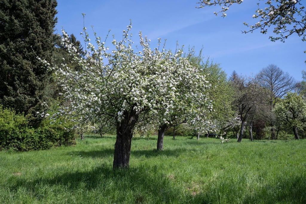 Streuobstwiesen am Ortsrand von Kelkheim im Taunus.
