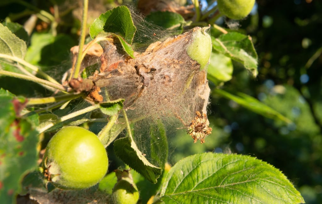 Die Apfelbaumgespinstmotten bilden Gespinste am Apfelbaum. In diesen kann man ihnen nur schwer zu Leibe rücken.