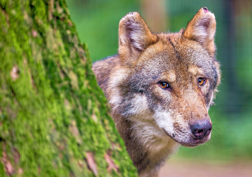 Im Gehrendorfer Jagdrevier wurde jüngst ein Wolf von einem Pächter gesichtet. Das Tier, scheinbar durch den Mann aufgeschreckt, soll nur 30 Meter entfernt gewesen sein.