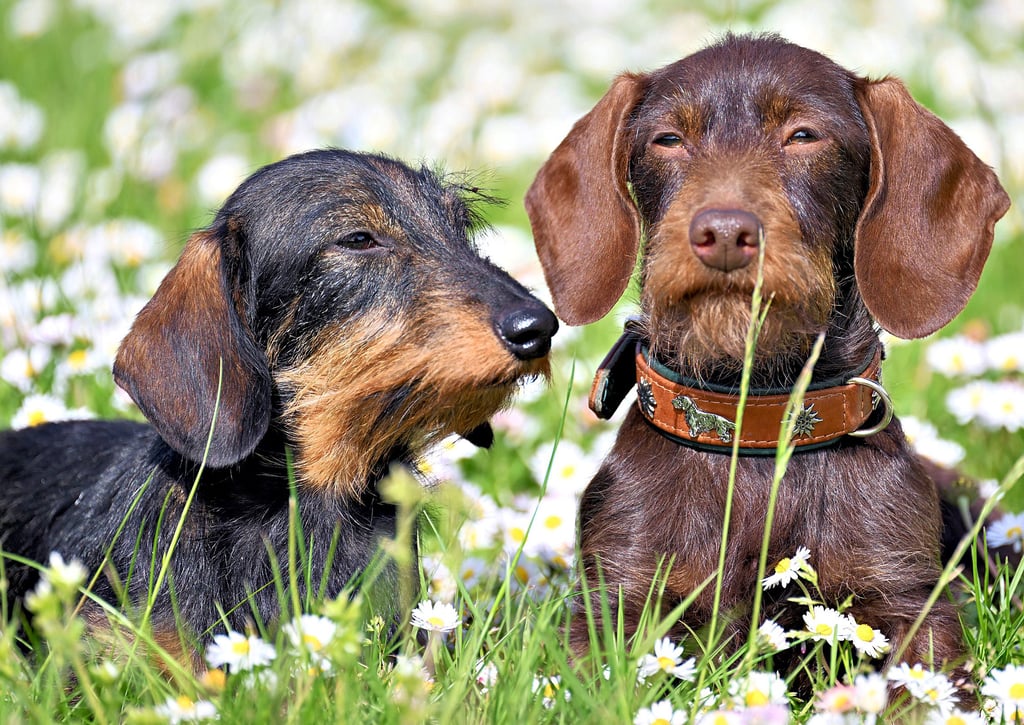 Im Grünen lauert die Gefahr, Hunde können sich über Zeckenbisse mit der Basesiose, auch Hundemalaria genannt, infiizieren.